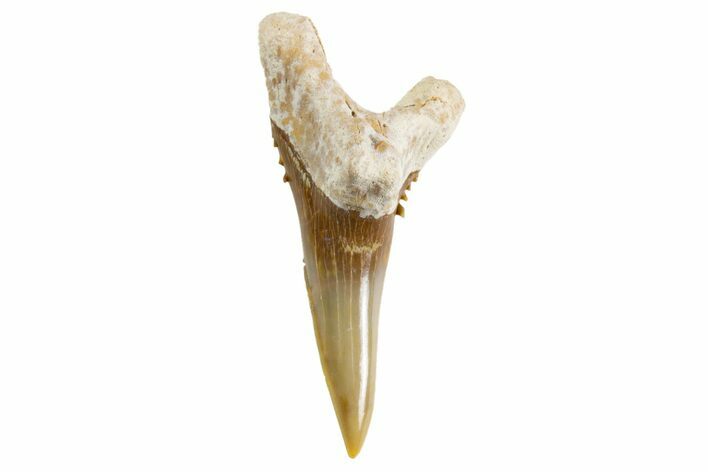 Bone Valley Shark Tooth (Hemipristis) - Lower Tooth #299467